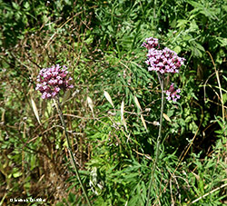 Verbena bonariensis