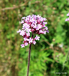 Verbena bonariensis