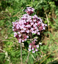 Verbena bonariensis