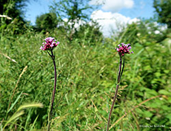 Verbena bonariensis