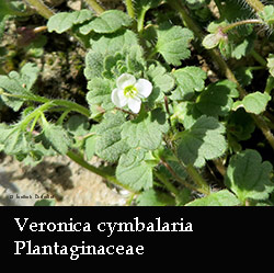 Veronica cymbalaria - marzo 2015