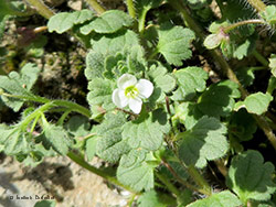 Veronica cymbalaria - marzo 2015