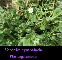 Veronica cymbalaria