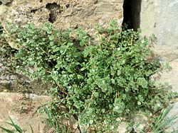 Veronica cymbalaria - marzo 2015