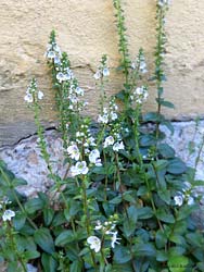 Veronica serpyllifolia - marzo 2014