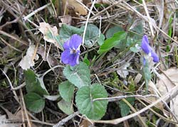 Viola hirta