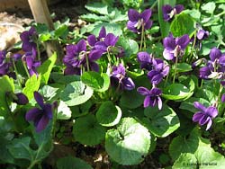 Viola odorata