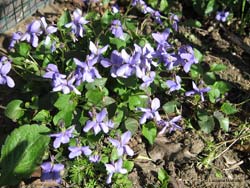Viola reichenbachiana
