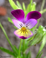 Viole tricolor