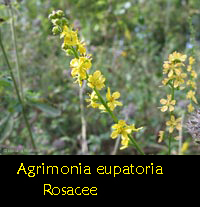 Agrimonia eupatoria