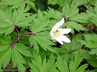Anemone nemorosa