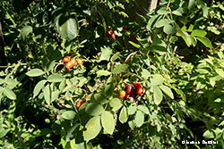 pianta di rosa canina con bacche rosse