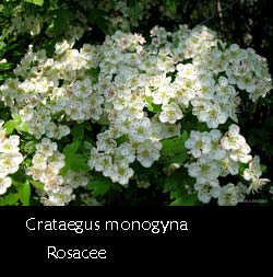 biancospino in fiore