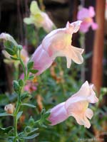 Bocca di leone - Antirrhinum majus