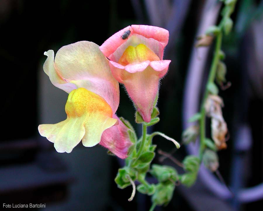 Indice alfabetico delle piante e fiori presenti nel sito Fiori acquatici nomi