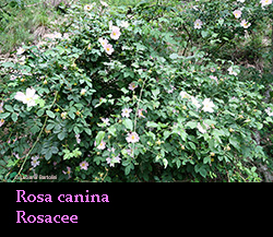 Cespuglio di Rosa canina
