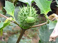Nezara viridula su di capsula dei semi di Datura stramonium