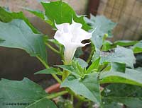 datura stramonium