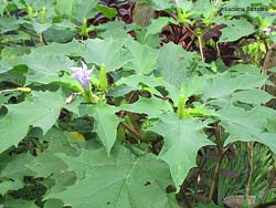 datura stramonium