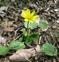 Ranunculus ficaria