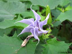 fiore di Datura stramonium