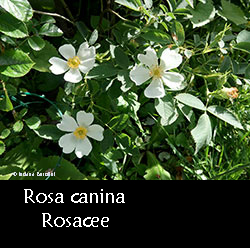 pianta di rosa canina con fiori