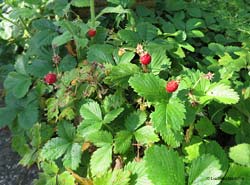 Fragaria vesca