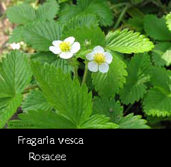 Fragolina di bosco