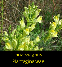 Linaria vulgaris