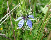 Nigella damascena