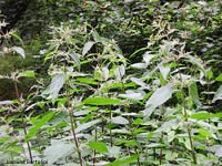 Urtica dioica