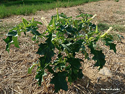 pianta di Datura stramonium
