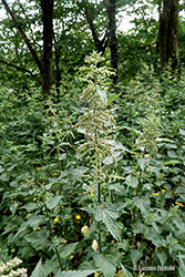 Urtica dioica