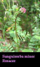 Sanguisorba minor - pimpinella