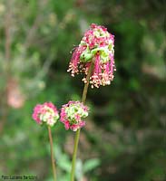 Sanguisorba minor