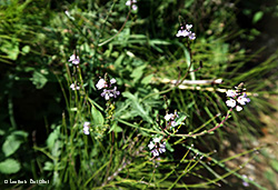 Verbena officinalis