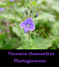 Fiore di Veronica chamaedrys