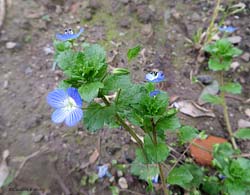 Veronica persica
