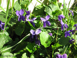 Viola odorata
