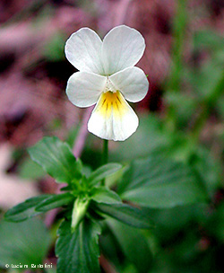 Viola arvensis