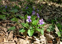 Violette nel bosco