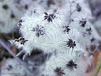 Clematis vitalba