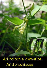 Aristolochia clematitis, l'Aristolochia comune