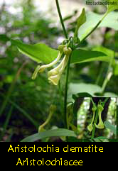 Aristolochia clematitis