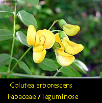 Colutea arborescens