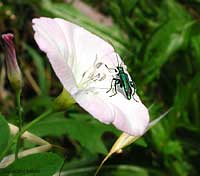 Vilucchio Convolvulus arvensis Vilucchio Convolvulus arvensis