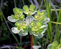 Euphorbia helioscopia