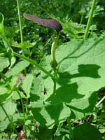 fiore di Aristolòchia tonda