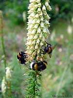Digitalis lutea con tre bombi