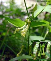 Aristolochia clematitis